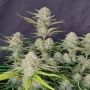 Насіння конопель APRICOT Auto від Fast Buds